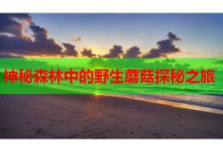 神秘森林中的野生蘑菇探秘之旅