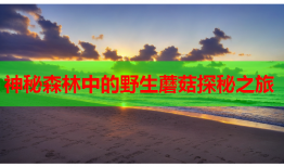 神秘森林中的野生蘑菇探秘之旅