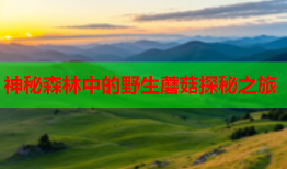 神秘森林中的野生蘑菇探秘之旅