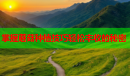 掌握蘑菇种植技巧轻松丰收的秘密