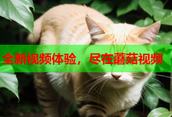全新视频体验，尽在蘑菇视频