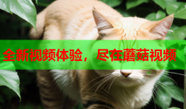 全新视频体验，尽在蘑菇视频