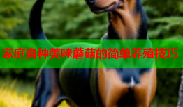 家庭自种美味蘑菇的简单养殖技巧