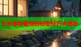 玉米棒种蘑菇的秘密技巧大揭秘
