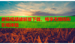 蘑菇视频破解版下载，畅享无限精彩影视体验