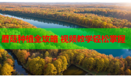 蘑菇种植全攻略 视频教学轻松掌握