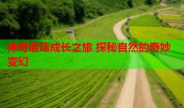 神奇蘑菇成长之旅 探秘自然的奇妙变幻