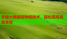 掌握大棚蘑菇种植技术，轻松实现高效丰收
