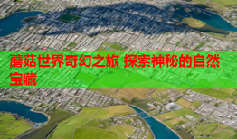 蘑菇世界奇幻之旅 探索神秘的自然宝藏