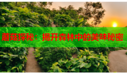 蘑菇探秘：揭开森林中的美味秘密