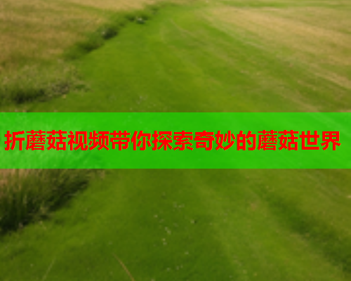 折蘑菇视频带你探索奇妙的蘑菇世界
