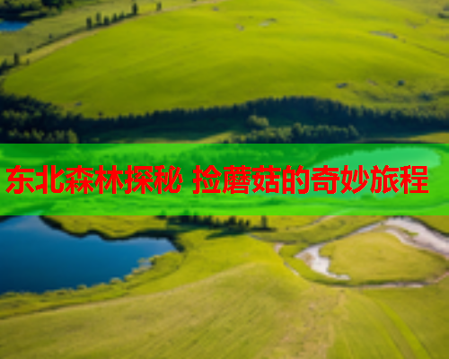 东北森林探秘 捡蘑菇的奇妙旅程