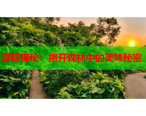 蘑菇探秘：揭开森林中的美味秘密