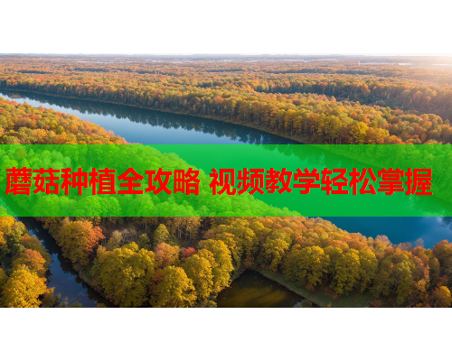 蘑菇种植全攻略 视频教学轻松掌握