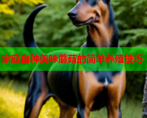 家庭自种美味蘑菇的简单养殖技巧