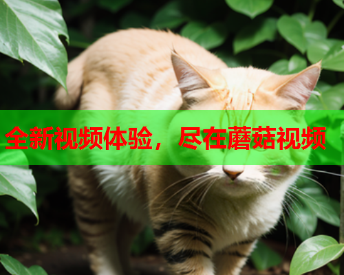 全新视频体验，尽在蘑菇视频